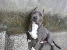 Are designed for animal lovers with many pets, and some contain combined elements that allow the user to manage multiple pets at the same. Die 25 Besten Ideen Zu Blueline Pitbull Blueline Pitbull Hunde Schone Hunde
