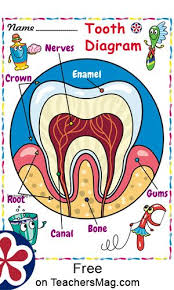 Tooth Diagram For Preschool And Kindergarten Hygiene Activities Dental Health Preschool Tooth Preschool