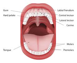 Image result for gums cancer symptoms