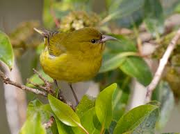 Image result for Aneilema hockii