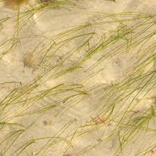 Image result for Zosteraceae