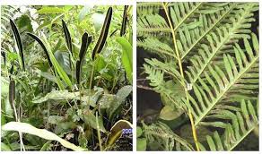 Image result for Pteris auquieri