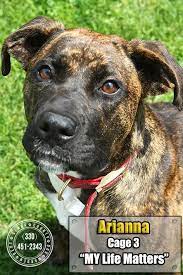 Adopt 03 Arianna Transfered Humane Society On Petfinder Mountain Cur Dog Humane Society Find Pets