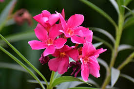 Membuat gambar mewarnai bunga cukup mudah apalagi untuk anak perempuan yang memang identik dengan mereka. Kenalan Lebih Dekat Dengan Bunga Adenium Tanaman Hias Cantik Yang Mudah Dirawat Ringtimes Bali