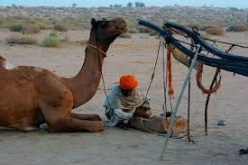 Earlier i discussed the saying 'it was raining cats that may be the reason for using the word ship as adjective of camel. Camels At Desert Of Rajasthan