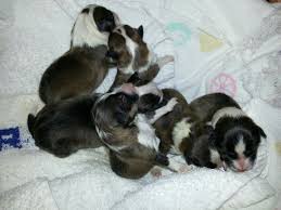 Black And White Sheltie Puppies Basket Of Newborn Sheltie Puppies Sheltie Puppy Sheltie Cute Animals