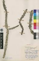 Image result for Euphorbia baylissii