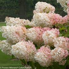 Maybe you would like to learn more about one of these? Little Lamb Hydrangea Hydrangea Paniculata Panicle Hydrangea Hardy Hydrangea