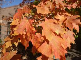 Maybe you would like to learn more about one of these? Bigtooth Maple Canyon Maple Facilities