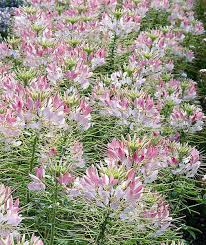 Image result for Cleome rubella
