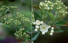 Image result for Artabotrys collinus