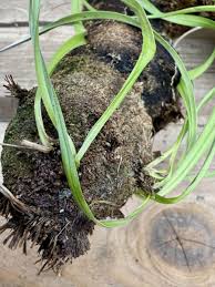 Image result for Xerophyta trichophylla