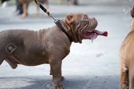 Different nose colors are something people have become fascinated with about pit bulls. Close Up Head Shot Of The Red Nose Pitbull Dog With Cropped Ears Stock Photo Picture And Royalty Free Image Image 106008772