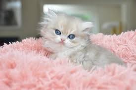 Check spelling or type a new query. Blue Golden Shaded British Longhair Ay11 Cute Baby Animals British Shorthair Cats British Longhair Cat
