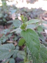 Image result for Tragia prostrata