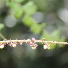 Image result for Macphersonia