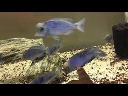 aquariums yunus kolonimiz yunus ciklet akvaryumu fish pet aquarium pets