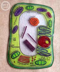 Animal cell model using household items. How To Create 3d Plant Cell And Animal Cell Models For Science Class Owlcation