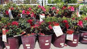 Get free shipping on qualified encore azalea or buy online pick up in store today in the outdoors department. Sara Tejada On Twitter Looking For Some Color Try This Pair Bon Fire Encore Azaleas And Gold Mops Home Depot 6940 Freddyplants Retailgardenmg Https T Co Lu1bephj6h