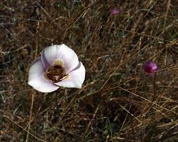 We did not find results for: Rosendin Park Area Of Anderson County Park Spring Pond And Petals Santa Clara Valley Audubon Society