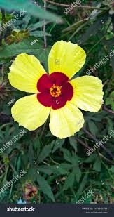Image result for Hibiscus surattensis
