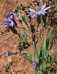 Image result for Lactuca imbricata
