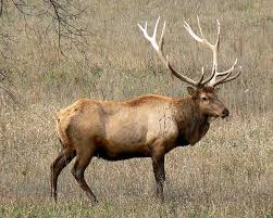 Art Lander S Outdoors A Look At Kentucky S Elk Population Facts About Elk Seasons From 2017 2019 Nkytribune I felt very lucky to get this close to this lovely animal.