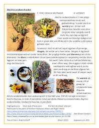 Image result for Alectra orobanchoides