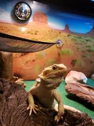 We offer all of the premium brands of dog and cat food for the most…. Bearded Dragon Wants To Say Hi Bearded Dragon Reptiles Pet Bearded Dragon Care