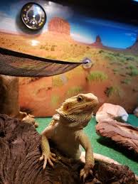 As long as you do your research on how to care for them properly, you should face too many problems in raising a healthy crested gecko. Bearded Dragon Wants To Say Hi Bearded Dragon Bearded Dragon Care Reptiles Pet