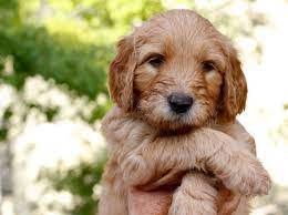 See our colorado reviews here. Goldendoodle Puppies In Colorado 2021 Top 6 Breeders We Love Doodles