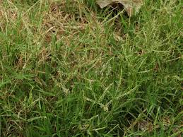 Image result for Cynodon dactylon