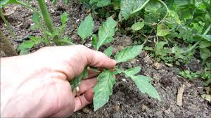 Well, tomato plant leaves turn yellow for a number of reasons. Yellow Mottled Tomato Leaves A Nitrogen Issue Identification Treatment With Soluble Fertilizer Youtube