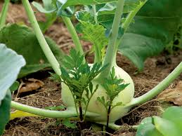Kohl Pflanzen Und Aussaen Gartenflora