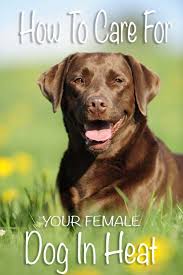 How Long Does A Dog Stay In Heat Expert Guide And Faq Female Dog In Heat Dog In Heat Labrador Retriever