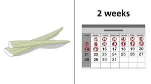 Como Plantar Babosa A Partir De Uma Unica Folha Comment Faire Une Bouture Trucs Et Astuces Jardinage Bouture Aloe Vera