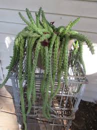 Image result for Huernia