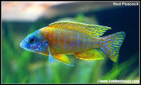 Cichlid Tropical Fish Tanks Fresh Water Fish Tank Cichlids