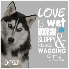 Companion for other pet guard hunting gift other would you object to a waggin' tails representative visiting/calling your home to inquire about the dog? Love Is Wet Noses Sloppy Kisses Wagging Tails Dogs Dog Quote Dogquote Animals Pets Quotes Animalquotes Animallove Dog Quotes Cat Qoutes Puppy Love