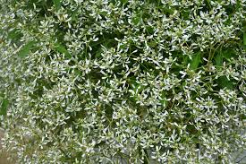Diamond Frost Euphorbia Euphorbia Inneuphdia In Wilmette Chicago Evanston Glenview Skokie Winnetka Illinois Il At Chalet Nursery