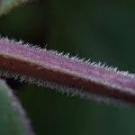 Image result for Vandellia