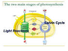 questions for 2 parts of photosynthesis uses