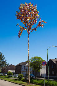 :dieses schöne dreifamilienhaus befindet sich in hervorragender lage von düren und verfügt über 188,84 m² wohnfläche, 75 m² nutzfläche und über ein 329 m² großes grundstück. Unser Maibaum Steht Maigesellschaft Gurzenich Seit 1910 Facebook