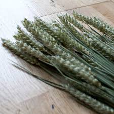 . palma, e incluso espigas de trigo o hierbas silvestres . que evocan las que crecían en. Compra Espigas De Trigo Naturales Para Decorar Rosaeterna Online