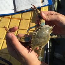Plastic blue crab decorations to draper. How Did A Children S Author Two Scientists And A Bunch Of Blue Crabs Help Protect Diamondback Terrapins Kevin Kurtz