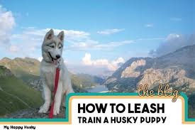 Akc siberian husky puppies california. How To Keep Husky Cool In Summer Huskies In Hot Weather My Happy Husky