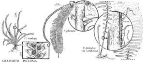 Image result for Grammitis