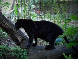 Check spelling or type a new query. Black Panthers Youtube