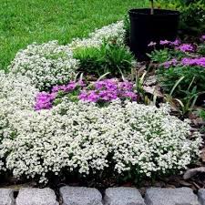 Pin On Gardening