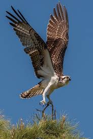 Birds Of A Feather New Vegas Sign In Osprey Bird Pet Birds Bird Poster